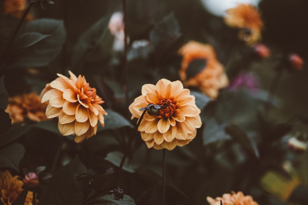 fotografia de foco seletivo de flores de pétalas amarelas