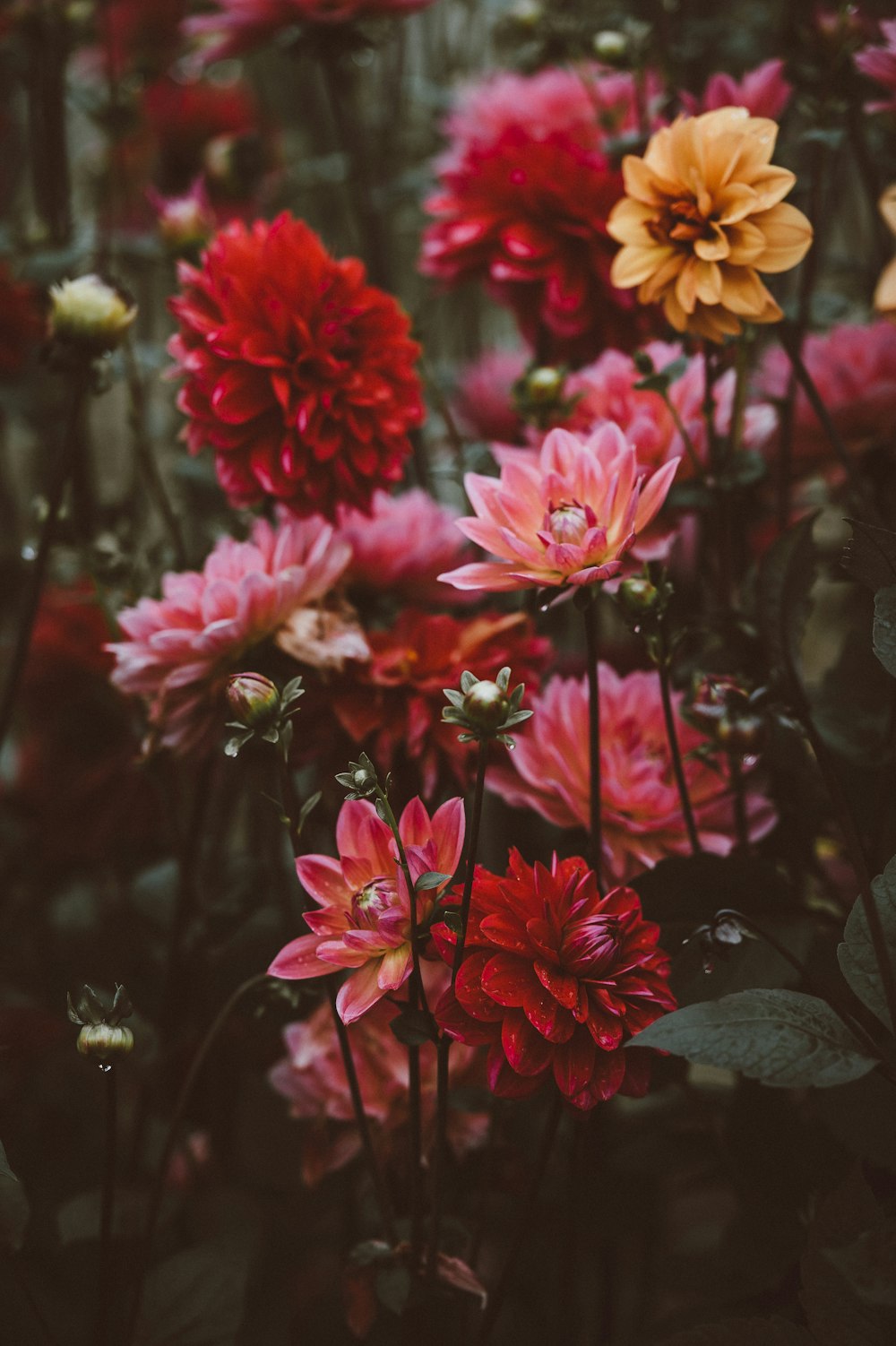blooming red and yellow petaled flowers