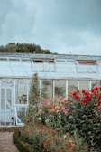 A rustic greenhouse with a weathered exterior stands behind a lush garden filled with vibrant red and orange flowers. The sky is overcast, creating a moody atmosphere. Tall green plants climb up supports next to the greenhouse. The glass panes of the greenhouse reflect the dull light of the day.