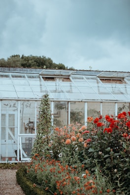 A rustic greenhouse with a weathered exterior stands behind a lush garden filled with vibrant red and orange flowers. The sky is overcast, creating a moody atmosphere. Tall green plants climb up supports next to the greenhouse. The glass panes of the greenhouse reflect the dull light of the day.