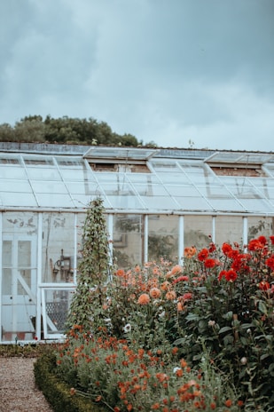 A rustic greenhouse with a weathered exterior stands behind a lush garden filled with vibrant red and orange flowers. The sky is overcast, creating a moody atmosphere. Tall green plants climb up supports next to the greenhouse. The glass panes of the greenhouse reflect the dull light of the day.