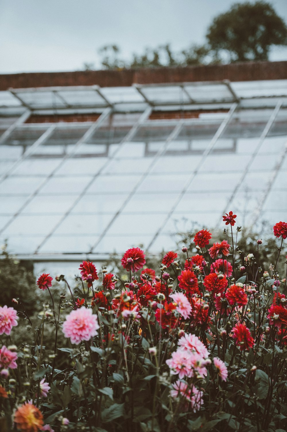 selective focus photography of red and pink petaled flowers