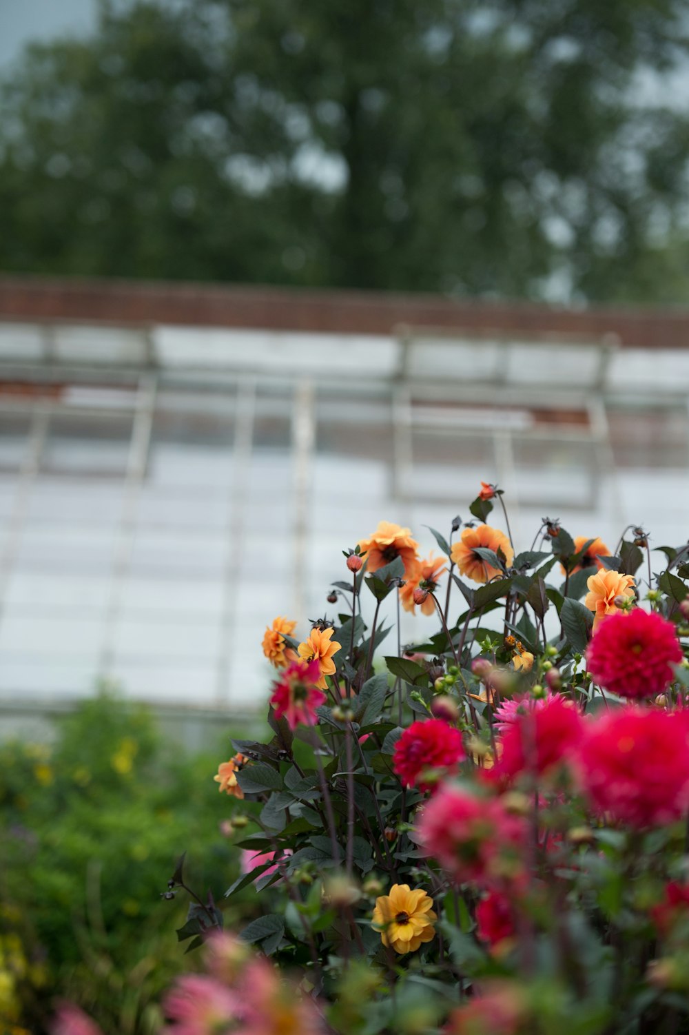 shallow focus photography of orange and red flowers