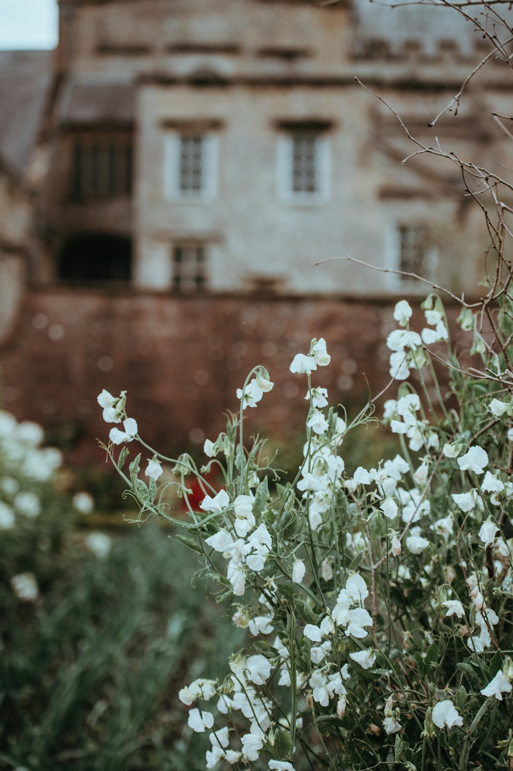 ティルトシフト写真で白い花が咲くと、正面に茶色のコンクリートの廃墟