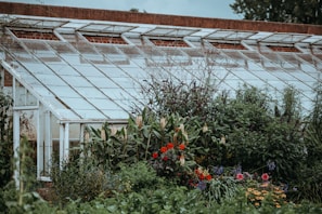 View of the old greenhouse structure surrounded by fresh greenery and budding plants