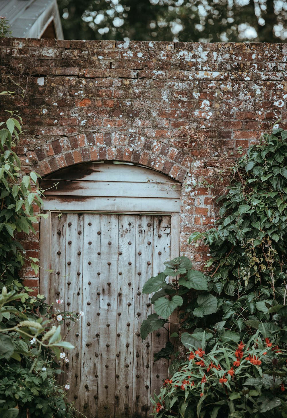 white wooden door beside green leaf