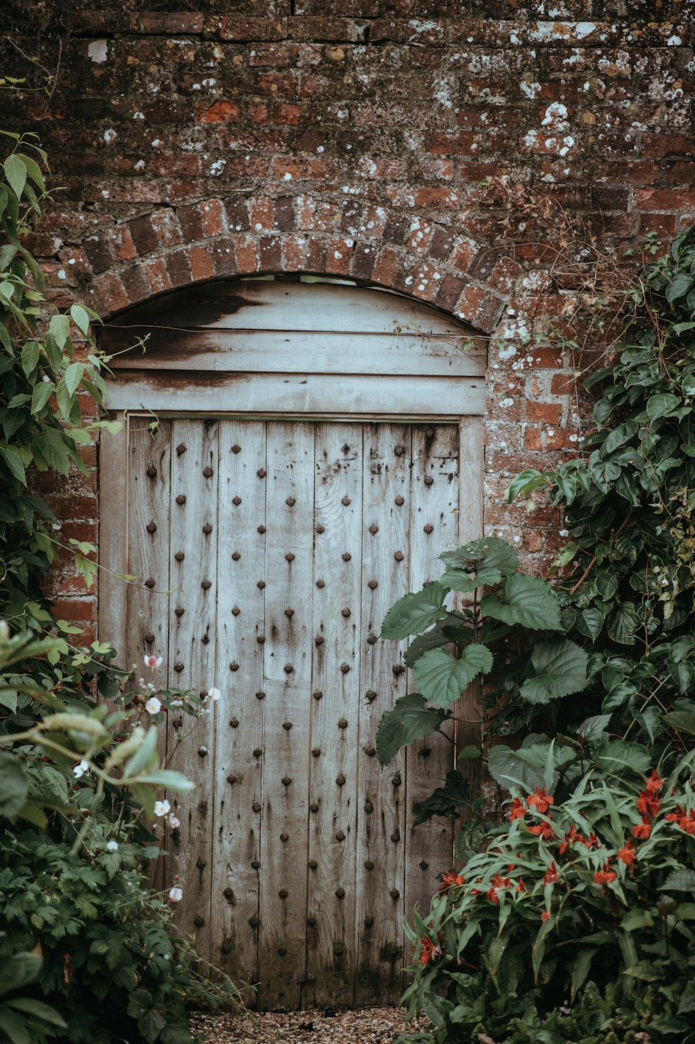 brown wooden door near green leaf plants at daytime