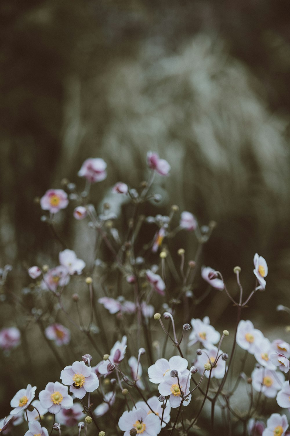 Fotografía de cambio de inclinación de flores de pétalos blancos