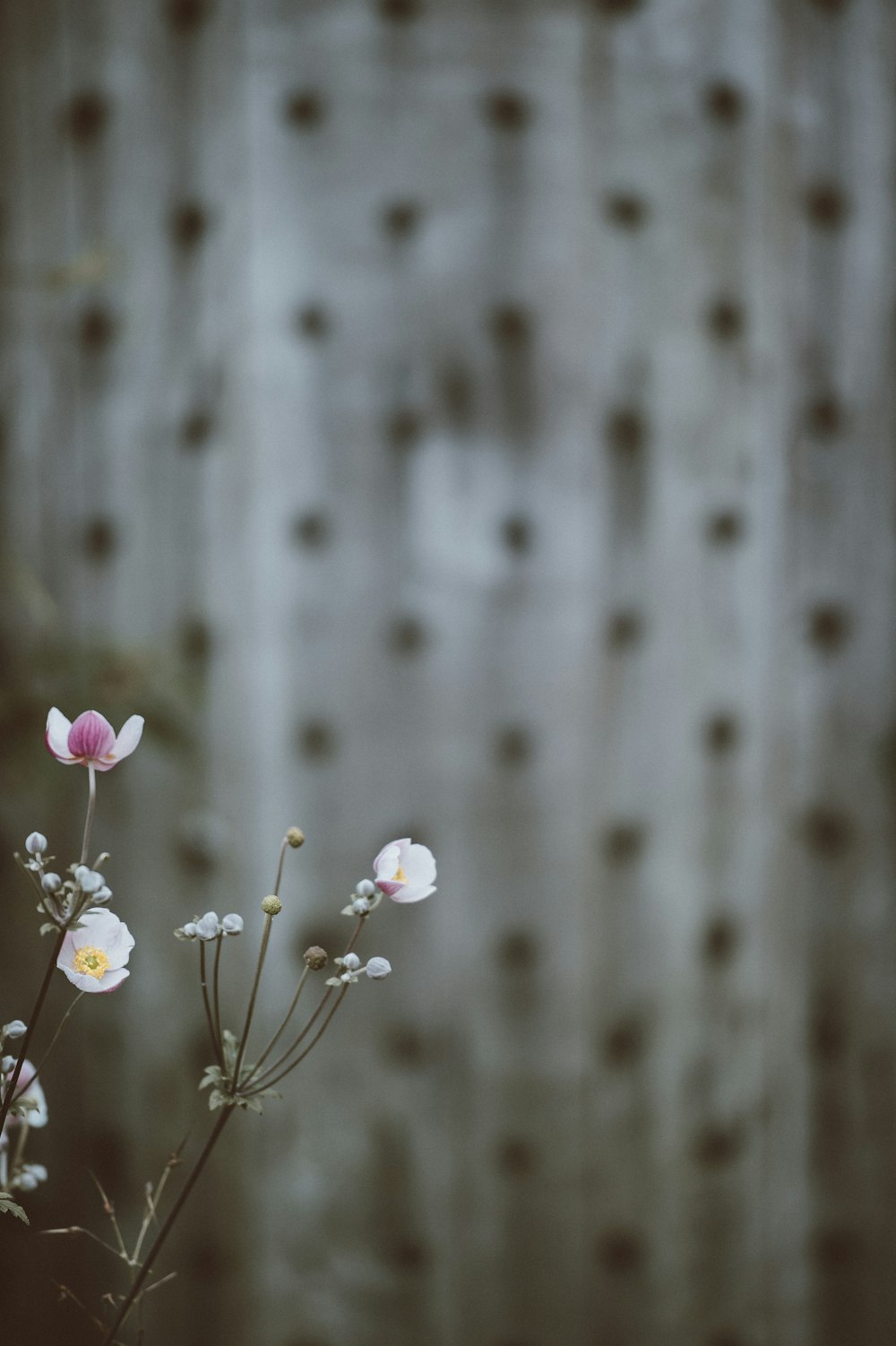 selective focus photography of white petaled flower