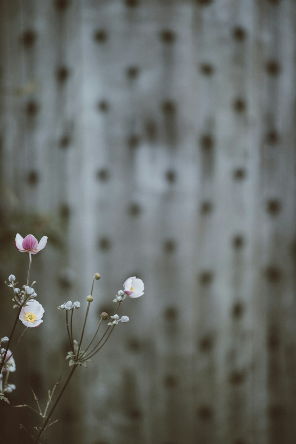 흰 꽃잎이 달린 꽃의 선택적 초점 사진