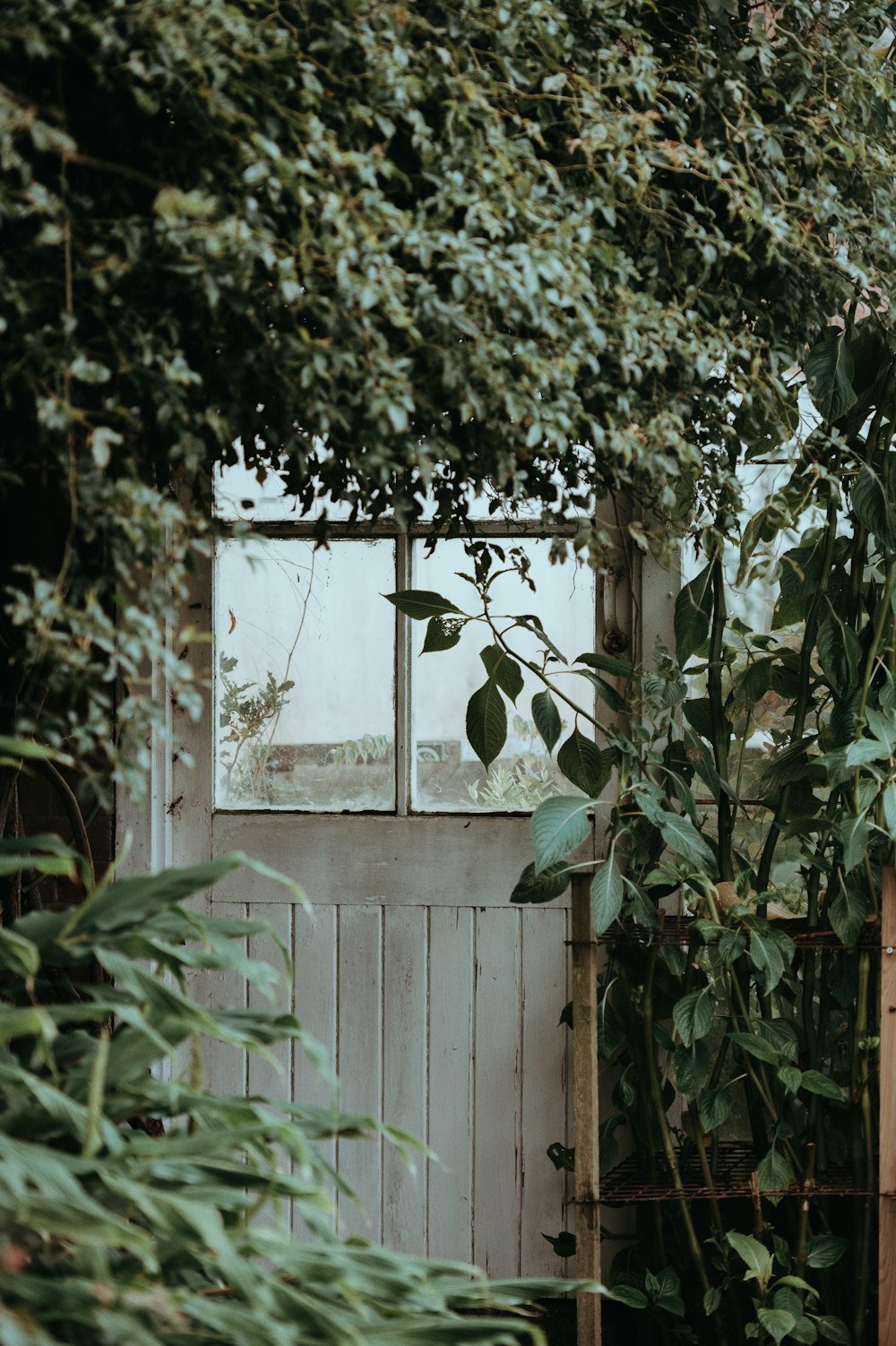 Puerta cerrada de panel de vidrio con marco blanco rodeada de plantas