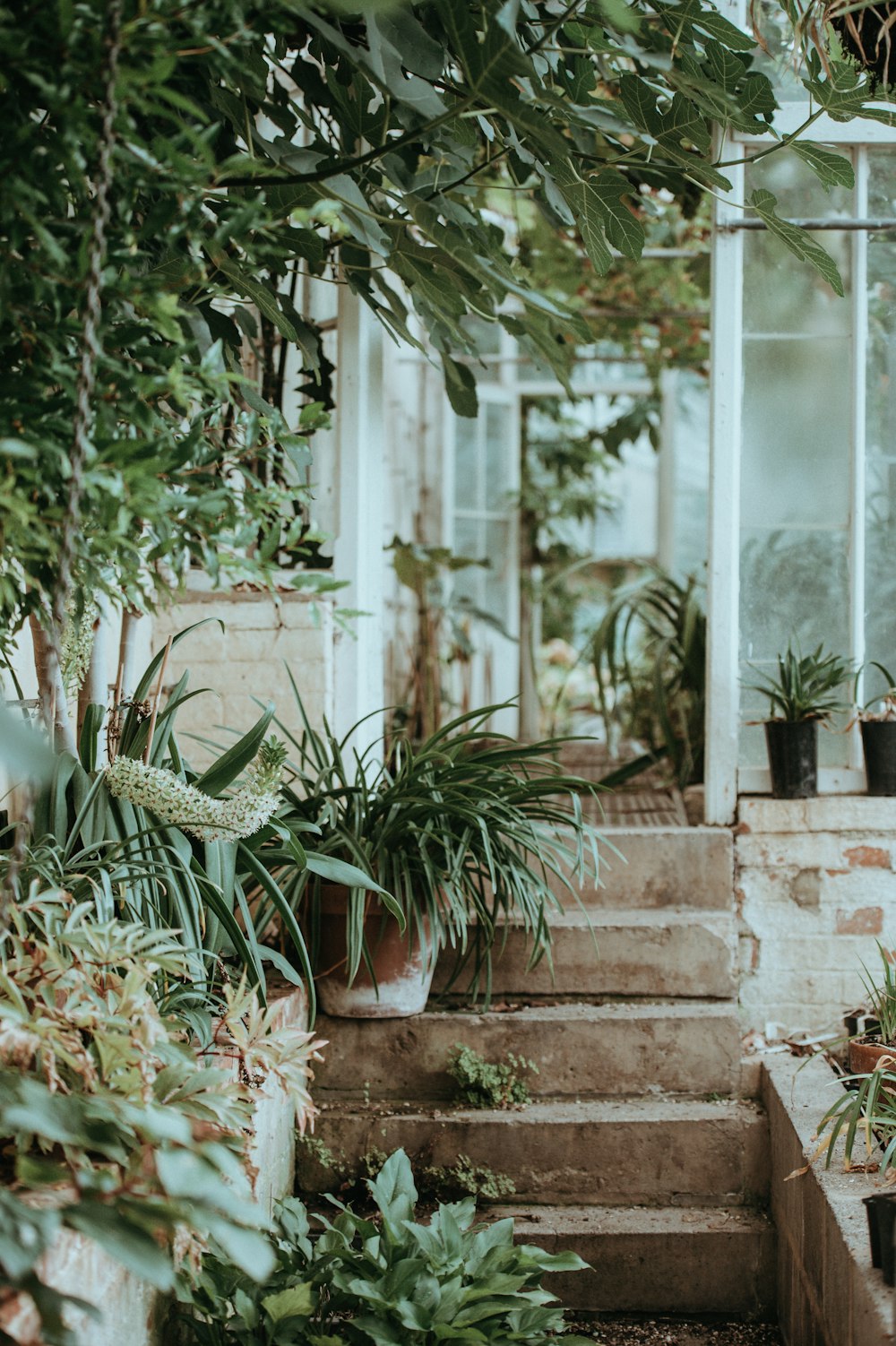 Flachfokusfotografie von Garten- und Grünblattpflanzen