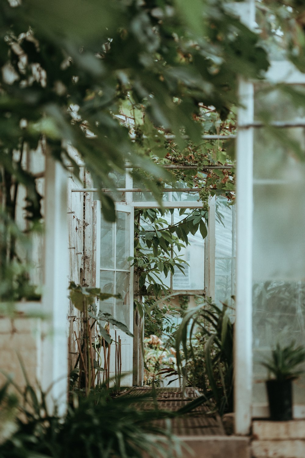 jardim de folhas verdes