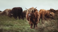 Highland cattle with long shaggy coats and large horns grazing on a grassy field. The setting appears to be rural, with an overcast sky in the background and multiple cattle scattered around.