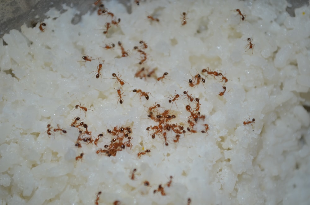 swarm of fire ants on rice