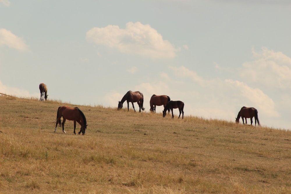 horde of stallions