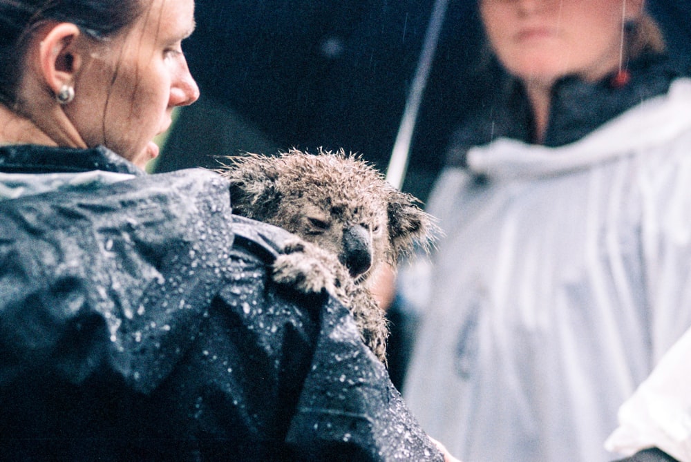 gray koala on person shoulder