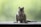 squirrel eating knut