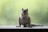 squirrel eating knut