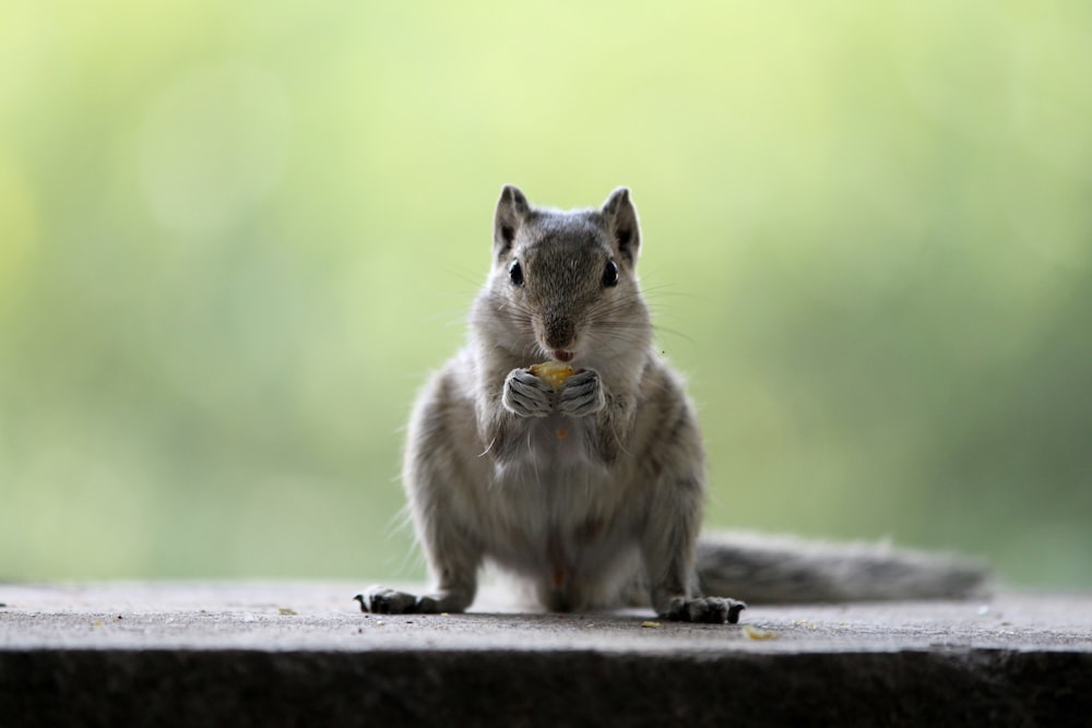 squirrel eating knut