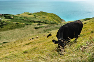 cattle eating grass during daytime