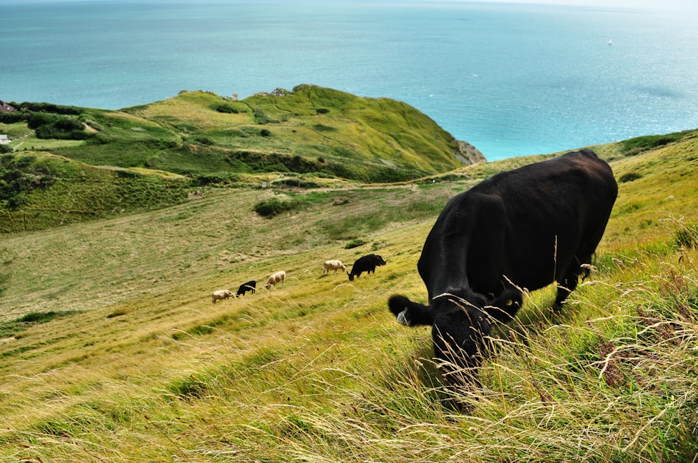 cattle eating grass during daytime