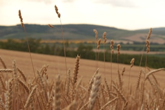 Golden wheat stalks stand tall in the foreground of an expansive agricultural landscape, with rolling green hills and a hazy sky in the distance. The field appears ripe and ready for harvest, offering a sense of abundance and rural tranquility.