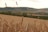 Golden wheat stalks stand tall in the foreground of an expansive agricultural landscape, with rolling green hills and a hazy sky in the distance. The field appears ripe and ready for harvest, offering a sense of abundance and rural tranquility.