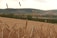 Golden wheat stalks stand tall in the foreground of an expansive agricultural landscape, with rolling green hills and a hazy sky in the distance. The field appears ripe and ready for harvest, offering a sense of abundance and rural tranquility.