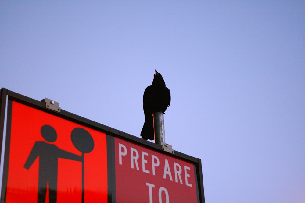 black bird under blue sky