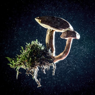 Two mushrooms with brown caps are attached to a clump of soil and grass, suspended in mid-air against a dark, speckled background. The lighting highlights the textures of the mushrooms and the greenery.