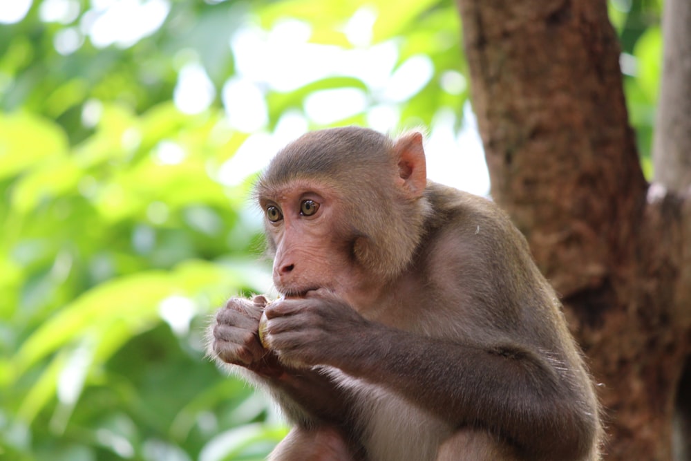 singe brun et beige sur l’arbre pendant la journée