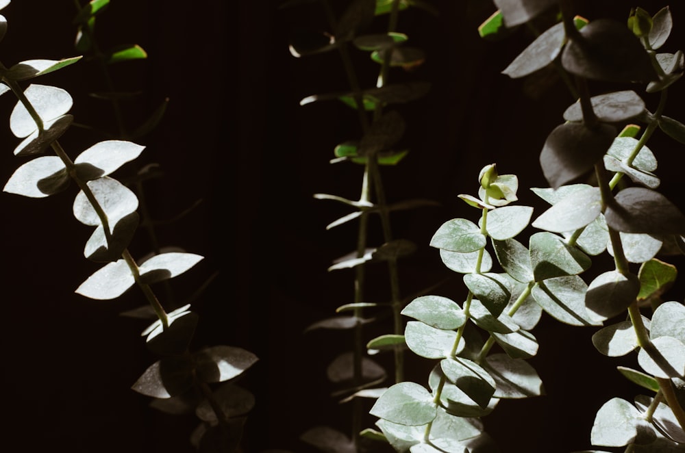 selective focus photography of green-leafed plants