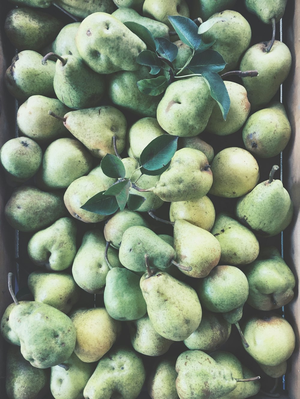 bunch of gourd fruits