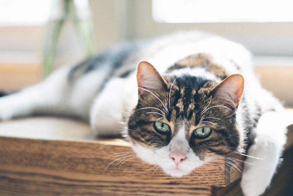 Selektive Fokusfotografie einer schwarzen, weißen und braunen Katze, die auf einem Holztisch liegt