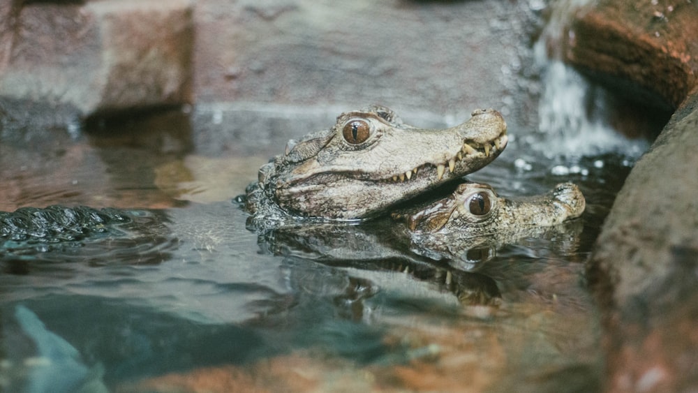 selective focus photo of two gray alligators on body of water