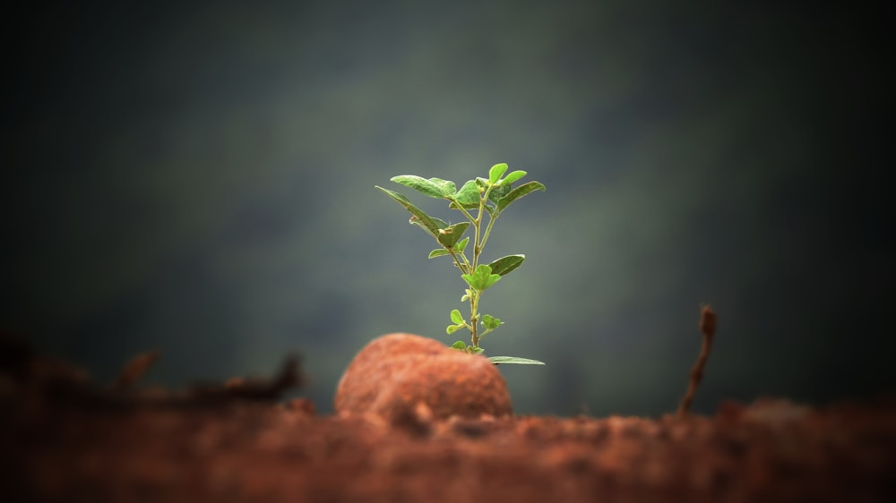 green leaf plant sprout