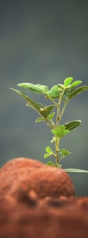 green leaf plant sprout