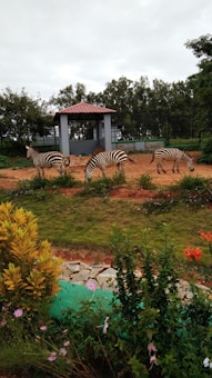 A group of zebras grazes in a grassy area within a zoo enclosure. The enclosure has a small pavilion with a red-tiled roof. Surrounding the enclosure are various plants and flowers, adding a touch of color to the scene. The sky appears overcast, and there is a mixture of green foliage and rocky paths.
