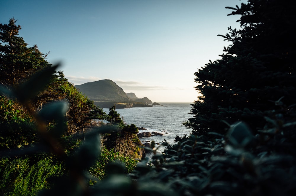 view of ocean from forest during day time