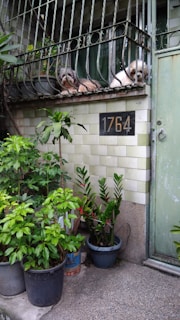 Two dogs resting between the railings of a small balcony, surrounded by potted plants. The building has a distinctive number '1764' displayed on the wall, which is tiled in a light green and white pattern. The scene includes various green plants in pots, adding a lush feel to the setting.