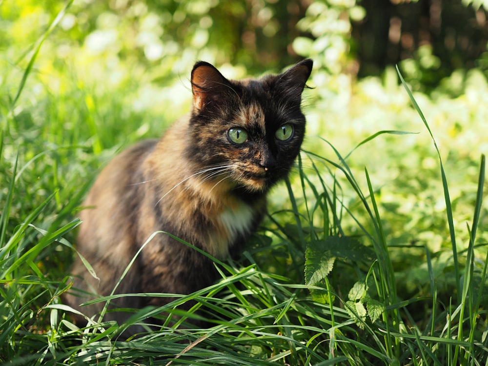 braune und schwarze Katze sitzt auf grünem Gras