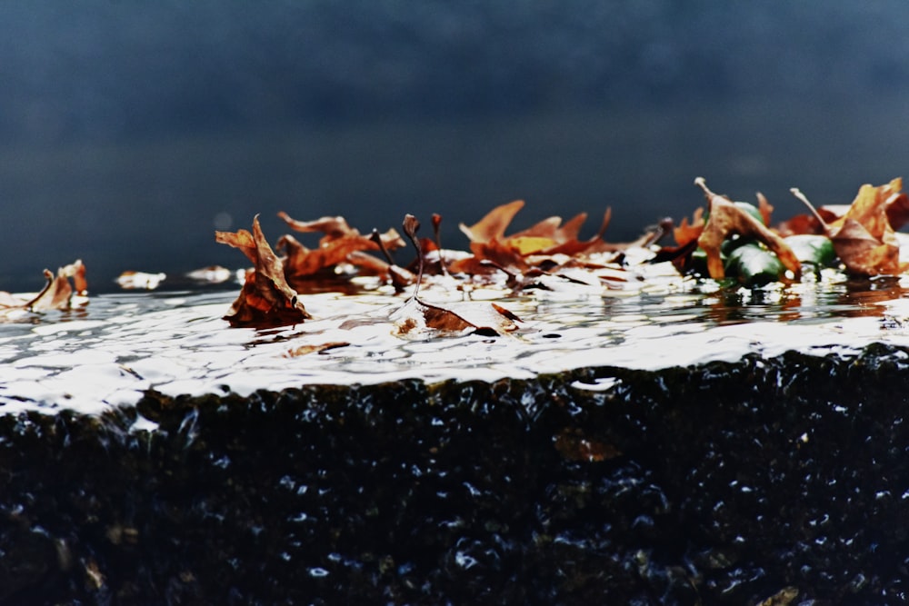 leaves on water