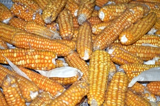 A pile of dried corn cobs with a golden-yellow hue, some still partially covered with husks. The corn is densely packed together, displaying varying shades from bright yellow to dark golden, indicating its dryness.
