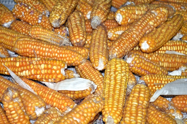 A pile of dried corn cobs with a golden-yellow hue, some still partially covered with husks. The corn is densely packed together, displaying varying shades from bright yellow to dark golden, indicating its dryness.