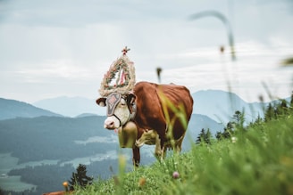Traditional Swiss cow parade with colorful floral crowns in a lush green valley.