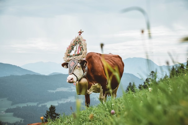 Traditional Swiss cow parade with colorful floral crowns in a lush green valley.
