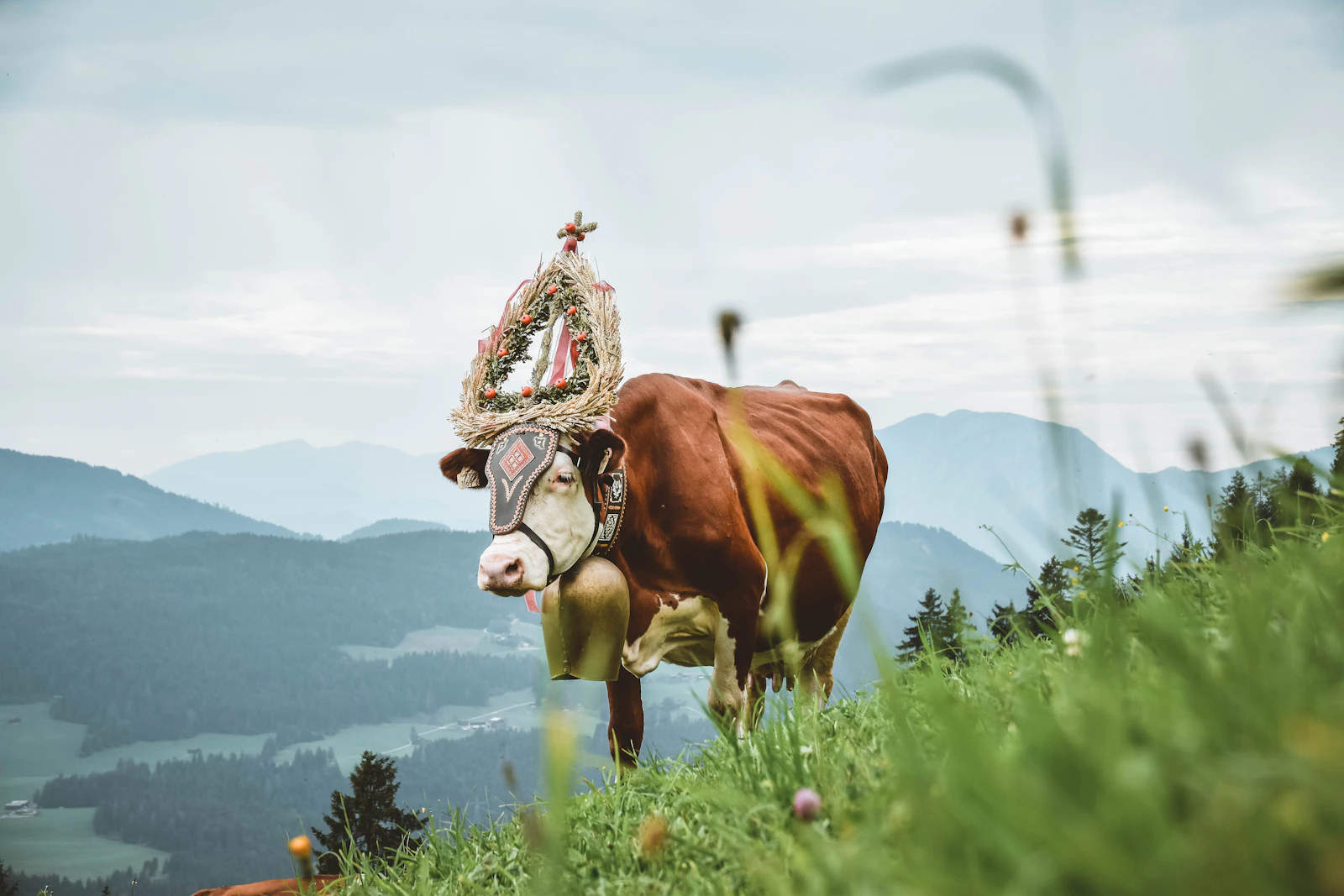 Almabtrieb du Tyrol