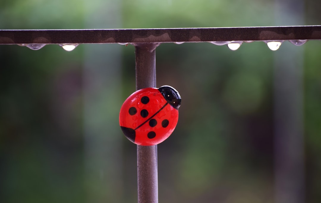 red ladybug toy on metal rail