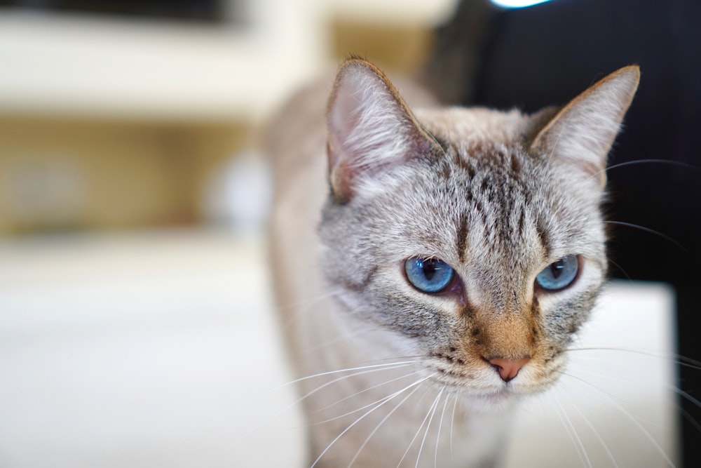 shallow focus photography of silver Tabby cat